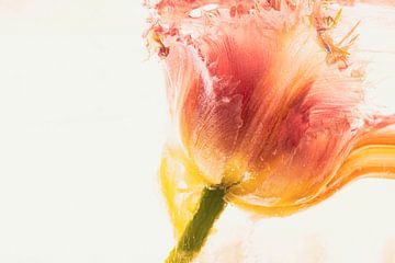 Gevederde tulp in ijs 1 van Marc Heiligenstein