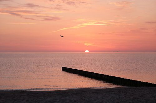 Sonnenaufgang Möwe