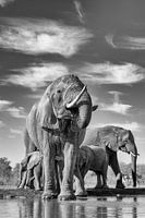 Éléphants