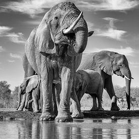 Elefanten von Robert Peeters