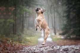 Jump  by Mirjam  Schreurs