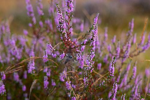 De Heide is Paars van PhotoManiX Artworks