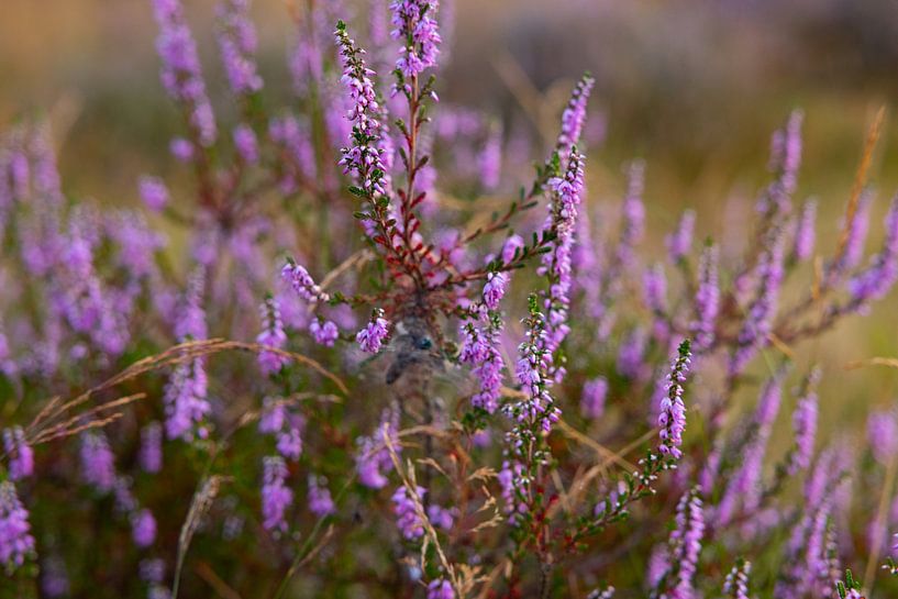 The Heath is Purple by PhotoManiX Digital Photography