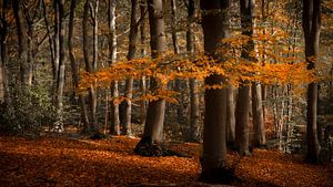 Feuilles d'automne sur une branche et sur le sol à Sint Jansberg