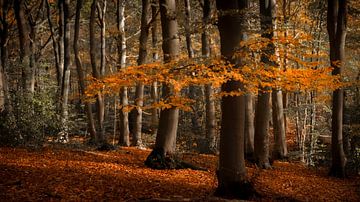 Herbstblätter an einem Ast und auf dem Boden in Sint Jansberg von Michel Seelen
