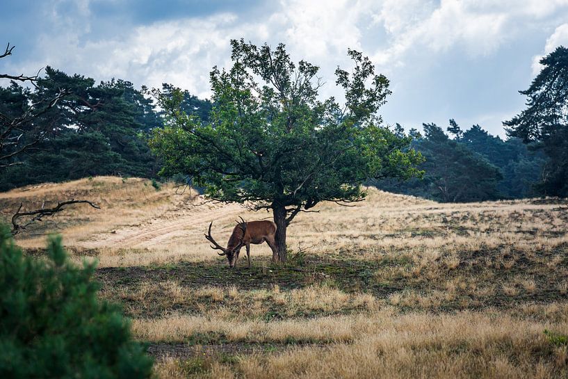 Hubertus under tree Red Deer High Veluwe by Carin IJpelaar