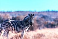 Zebra portrait on African savanna.