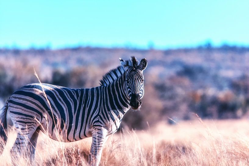 Zebra portrait on African savanna. by Aad Clemens