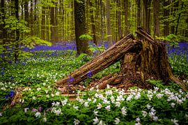 Spring in Hallerbos - Fallen tree