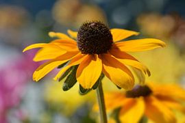 Sonnenhut von Violetta Honkisz