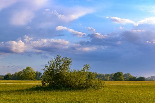 Landschap in de uiterwaarden van de IJssel in het voorjaar