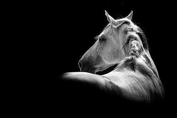 Schimmen van Elegantie - Fine Art Paardenfotografie van Femke Ketelaar