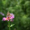Distelvlinder op Zinnia van Ingrid de Vos - Boom