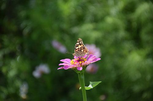 Distelvlinder op Zinnia