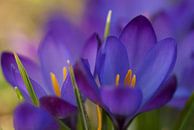 Fröhlicher Frühling. Foto von glücklichen lila Krokussen von Birgitte Bergman Miniaturansicht