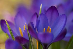 Fröhlicher Frühling. Foto von glücklichen lila Krokussen