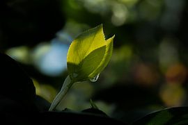 Blad van Ralf Hickmann