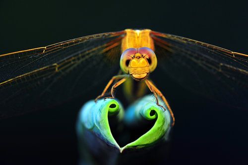 Libelle zeigen Liebe Herz