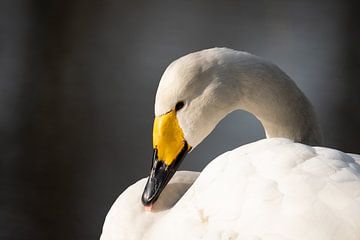 Whooper swan by Hunink Ecologie