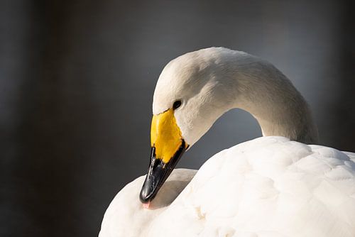 Whooper swan