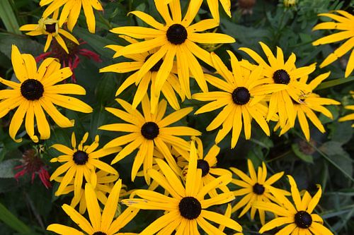 Een boeket bloemen in de tuin