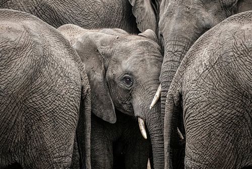 Elephant Gathering