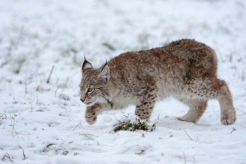 Junger Luchs (Lynx lynx) auf der Jagd nach Mäusen im Schnee, Tierkinder, Katzenjunges im Winter