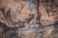 Leopard im Krüger-Nationalpark in Südafrika von Expeditie Aardbol Miniaturansicht