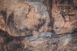 Leopard in Kruger National Park in South Africa by Expeditie Aardbol