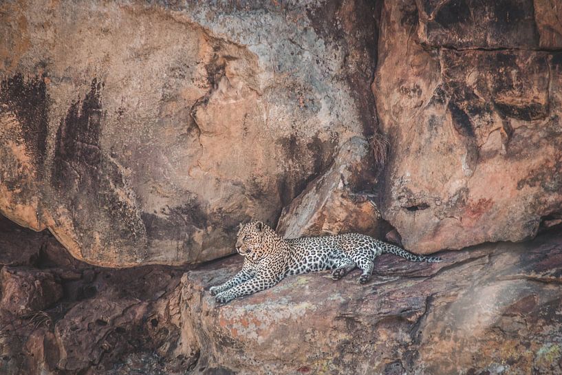 Leopard im Krüger-Nationalpark in Südafrika von Expeditie Aardbol