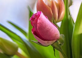 FLORA : BLOEMEN VOOR VROUWENDAG van Photoart-Naegele