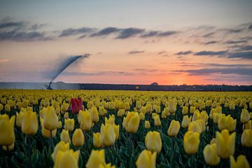 Tulipes sur Johan Mooibroek