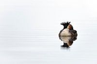 bobbing grebe