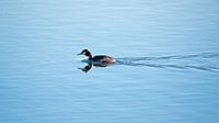Grebe