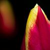 Tulp met regendruppels van Ton de Koning