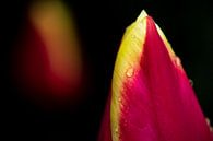 Tulp met regendruppels van Ton de Koning thumbnail
