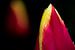 Tulpe mit Regentropfen von Ton de Koning