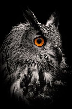 Owl: portrait eagle owl in black and white by Marjolein van Middelkoop