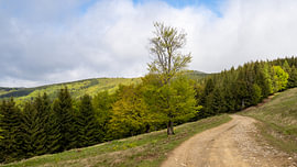 „Carpathian Conquest: Ein Dacia-Abenteuer“
