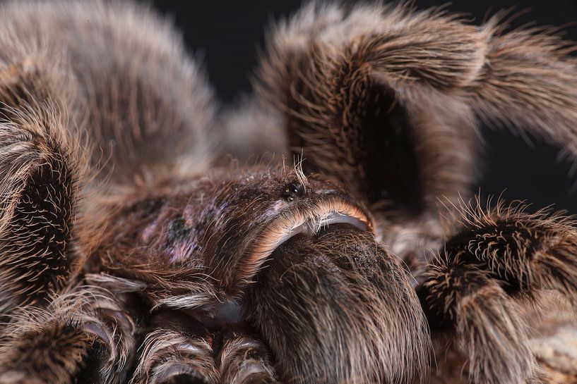 Chilenische Vogelspinne (Grammostola rosea) von Ronald Pol