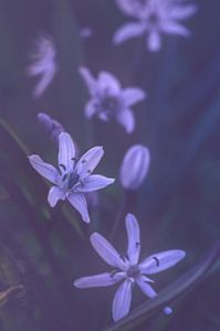 Scilla siberica (Siberian squill) von Alessia Peviani