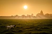 Posing lambs in the evening light by LiemersLandschap thumbnail
