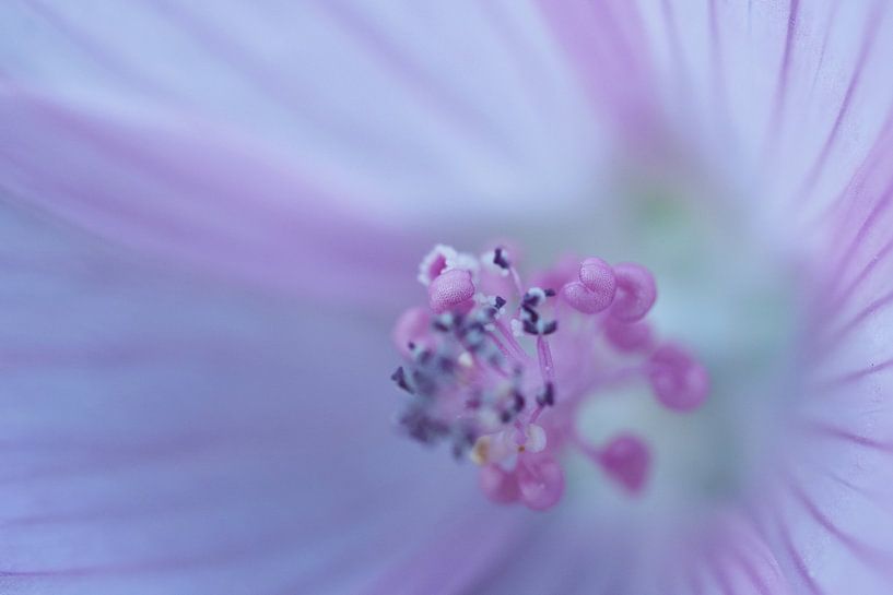 Fleur sauvage par Astrid Brouwers