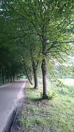 Groen van Ria De Jonge