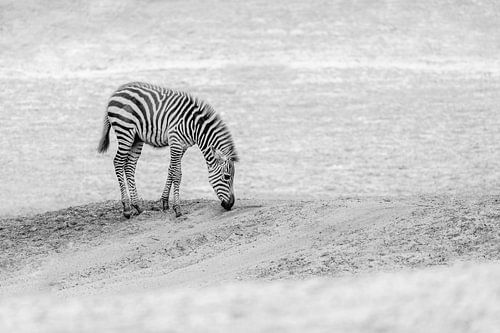 Minimal alone Kleine Zebra