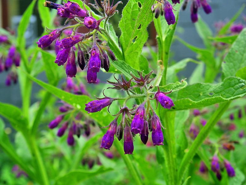 Smeerwortel 2 van Edgar Schermaul