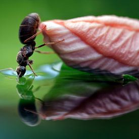 Der Durst... von Peter R