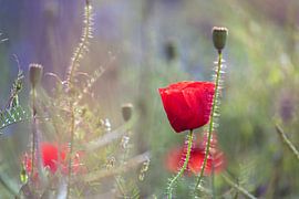 Mohnblumen von Kurt Krause