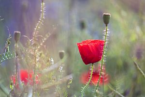 Mohnblumen