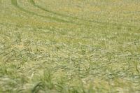 Meadow